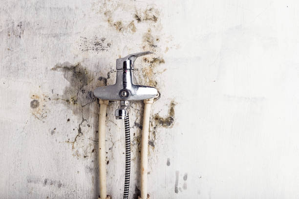 Best Local Mold Removal Service  in Lufkin, TX