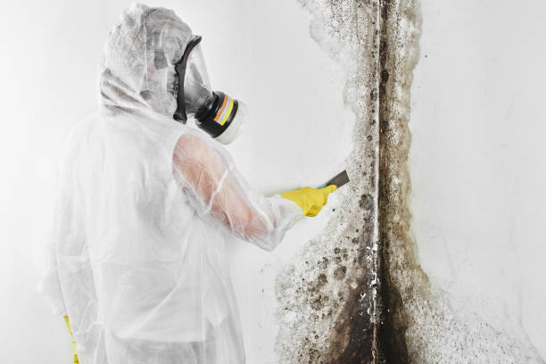 Best Crawl Space Mold Removal  in Lufkin, TX