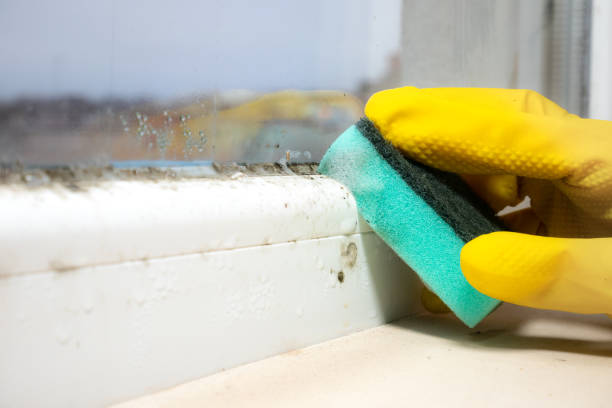 Best Office Mold Removal Services  in Lufkin, TX