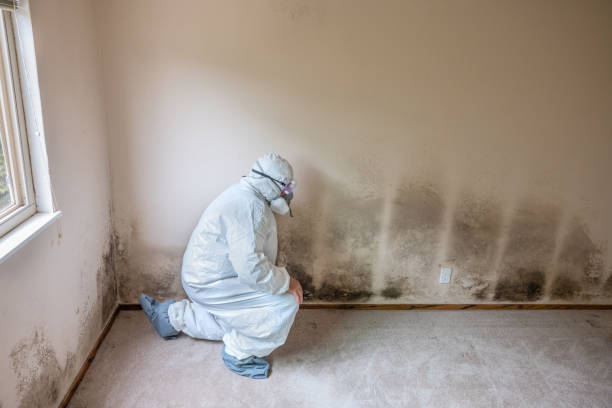 Best Certified Mold Removal  in Lufkin, TX