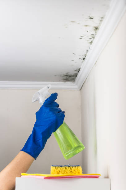 Best Mold Damage Repair  in Lufkin, TX